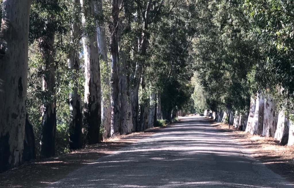 Akyaka Aşıklar Yolu